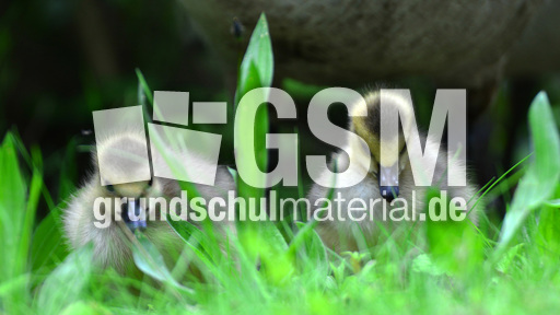 Kanadagansküken (5).jpg